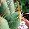 38 _Coryphantha _delaetiana 'gladiispina' SB711 _13